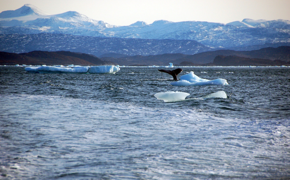 A whale dives into the ocean off Nuuk, Greenland